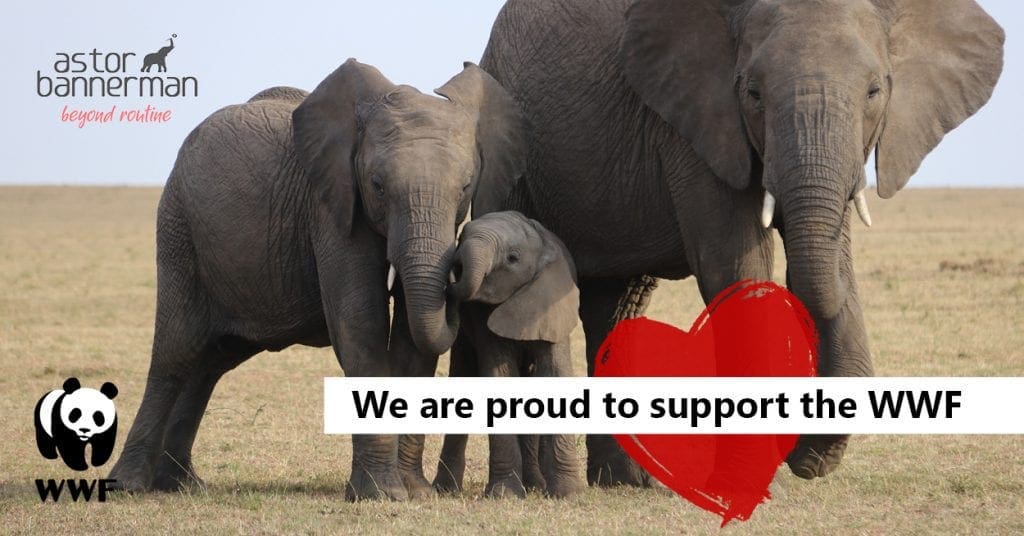 As a symbol of our love for Elephants this Valentine’s Day, Astor Bannerman have adopted an elephant through the World Wildlife Fund for Nature (WWF) - The start of a long-lasting relationship.

#wwf #elephants #wildlife #givingback #beyondroutine #nature #animals #elephantlove 