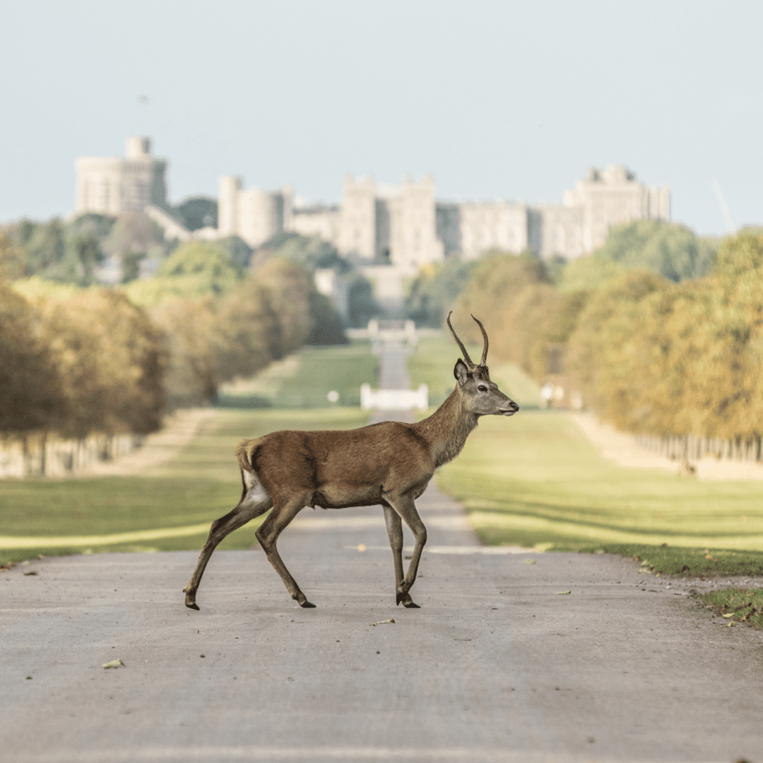 Changing Places At Windsor Castle